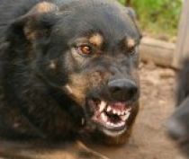 В Крыму участились случаи бешенства животных на полуострове